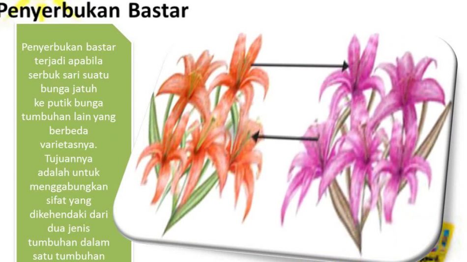 Detail Contoh Gambar Bunga Penyerbukan Nomer 24