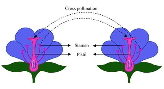 Detail Contoh Gambar Bunga Penyerbukan Silang Nomer 5