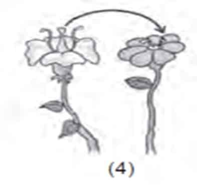 Detail Contoh Gambar Bunga Penyerbukan Silang Nomer 40
