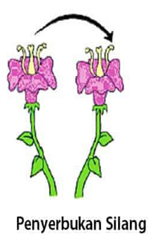 Detail Contoh Gambar Bunga Penyerbukan Silang Nomer 9