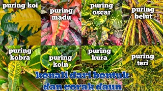 Detail Contoh Gambar Bunga Puring Nomer 14