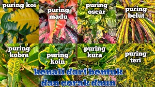 Detail Contoh Gambar Bunga Puring Nomer 14