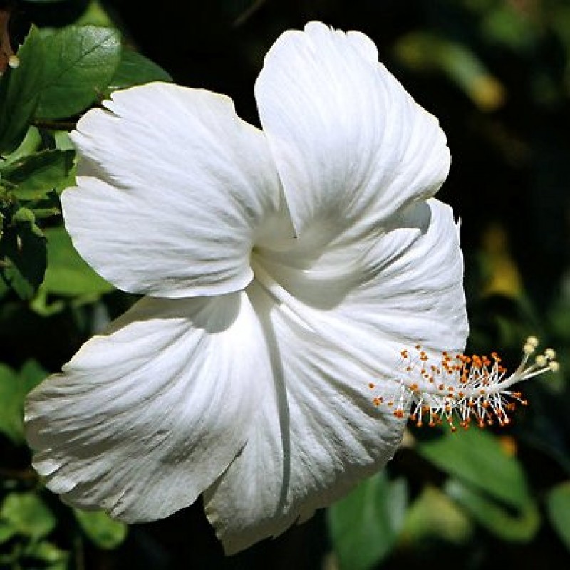 Detail Contoh Gambar Bunga Putih Nomer 53