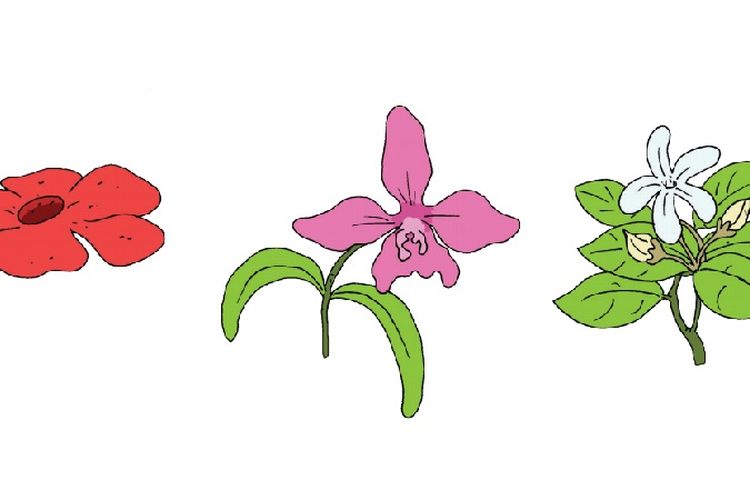 Detail Contoh Gambar Bunga Raflesia Arnoldi Nomer 18