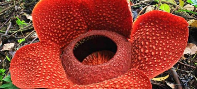 Detail Contoh Gambar Bunga Raflesia Arnoldi Nomer 50