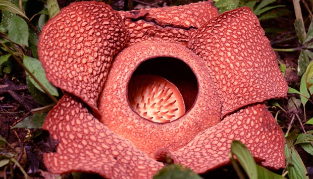 Detail Contoh Gambar Bunga Raflesia Arnoldi Nomer 56