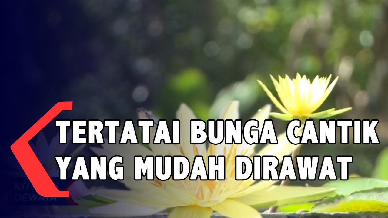 Detail Contoh Gambar Bunga Teratai Yg Cantik Nomer 40