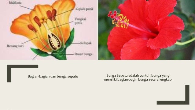 Detail Contoh Gambar Bunga Tidak Lengkap Nomer 46