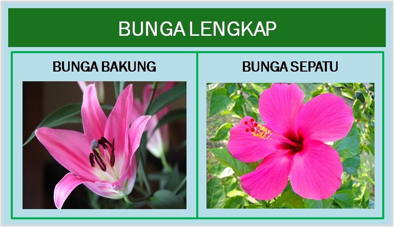 Detail Contoh Gambar Bunga Tidak Lengkap Nomer 9