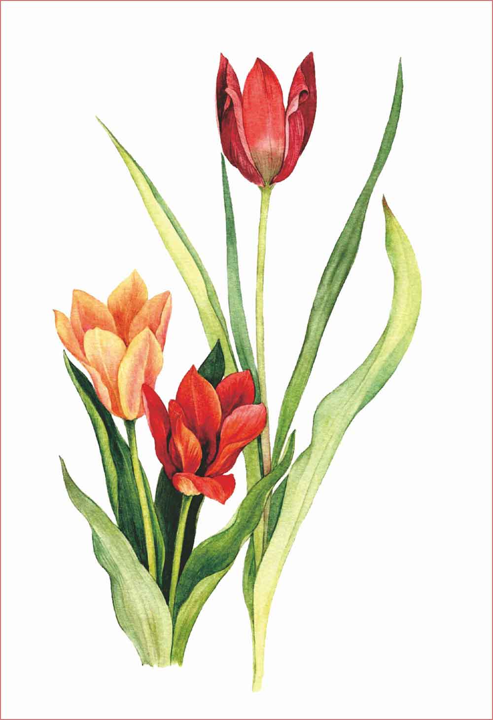 Detail Contoh Gambar Bunga Tulip Di Kanvas Nomer 45