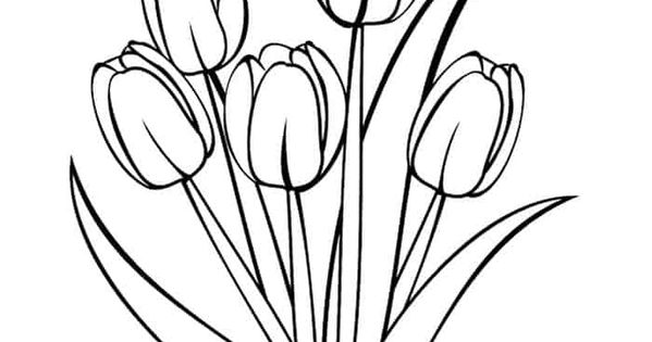 Detail Contoh Gambar Bunga Tulip Yang Mudah Digambar Nomer 25