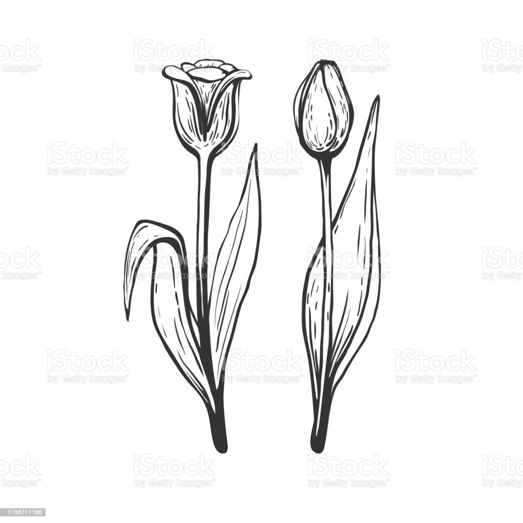 Detail Contoh Gambar Bunga Tulip Yang Mudah Digambar Nomer 49