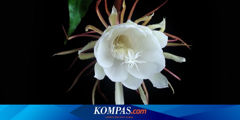 Detail Contoh Gambar Bunga Wijaya Kusuma Nomer 26