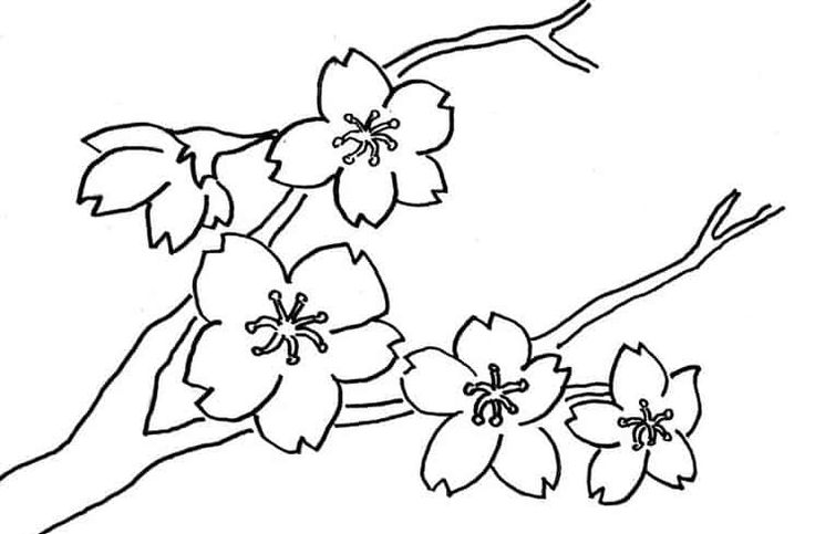 Detail Contoh Gambar Bunga Yang Gampang Ditiru Nomer 18