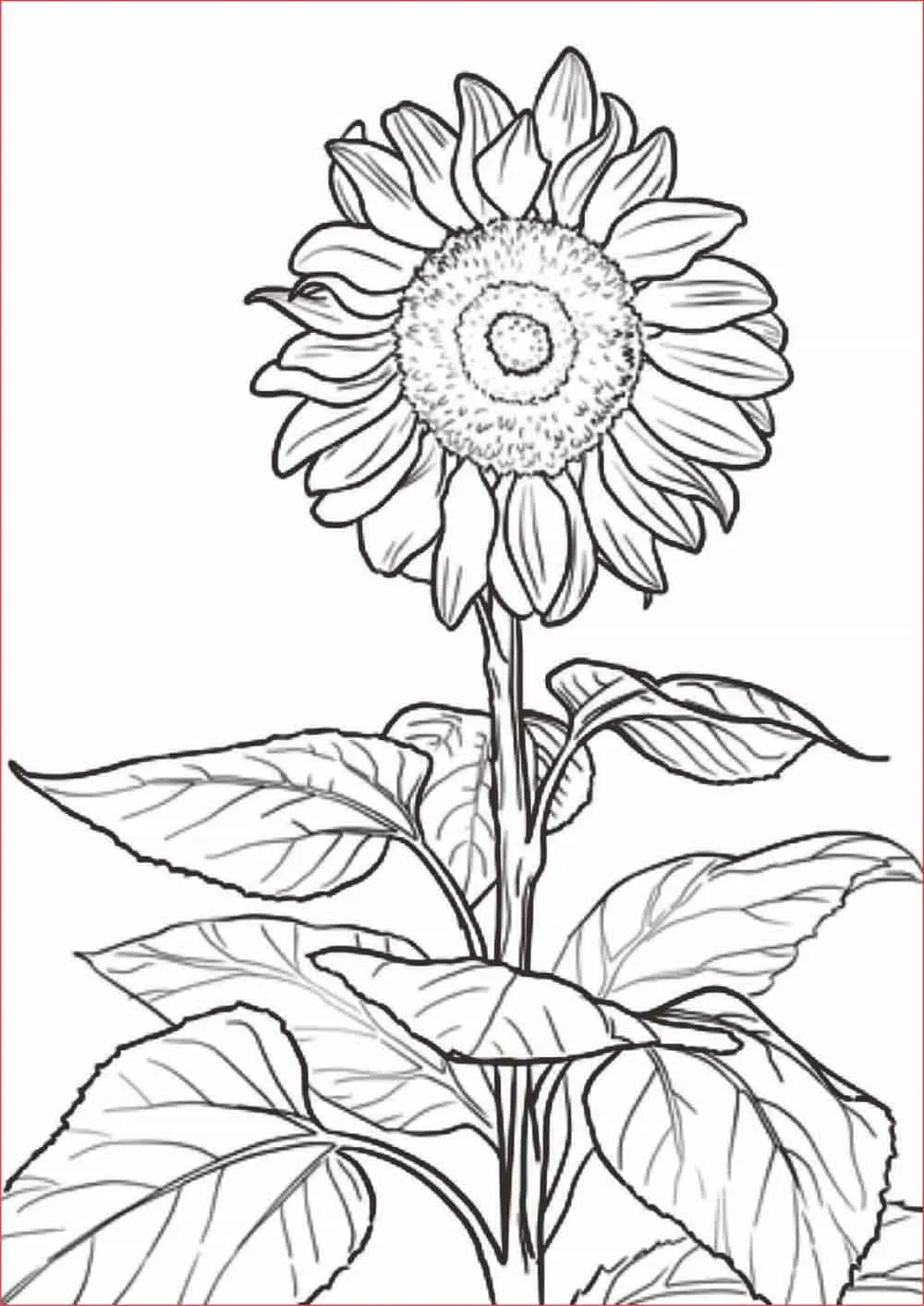Detail Contoh Gambar Bunga Yang Mudah Digambar Nomer 47