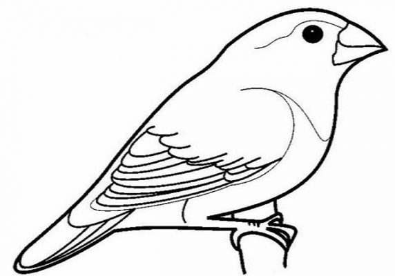 Detail Contoh Gambar Burung Nuri Nomer 36