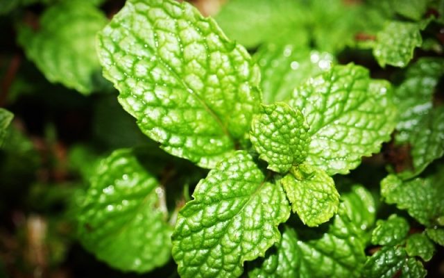 Detail Contoh Gambar Daun Mint Nomer 14