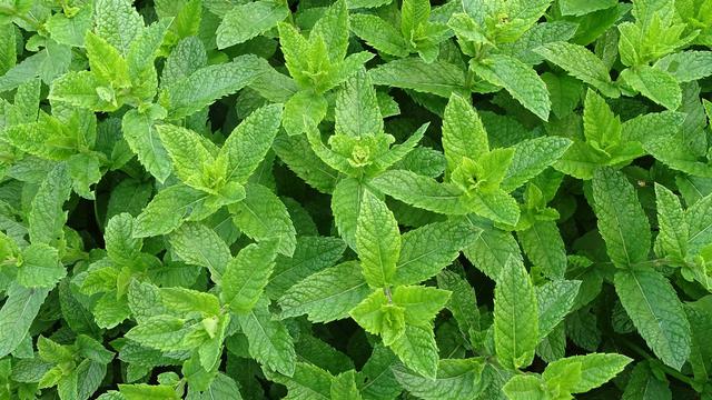 Detail Contoh Gambar Daun Mint Nomer 41