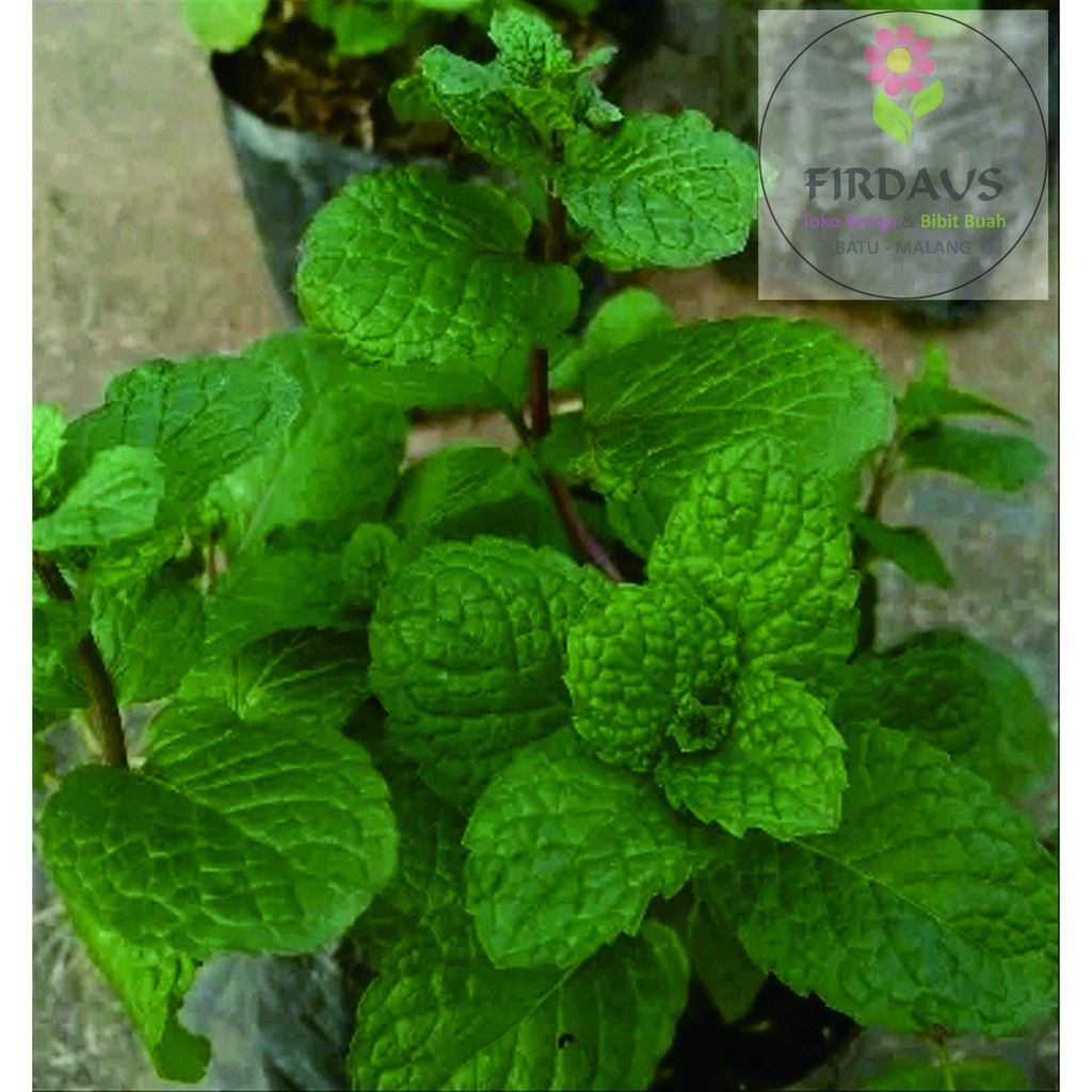 Detail Contoh Gambar Daun Mint Nomer 45