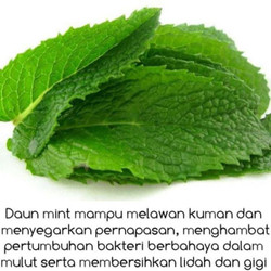 Detail Contoh Gambar Daun Mint Nomer 50