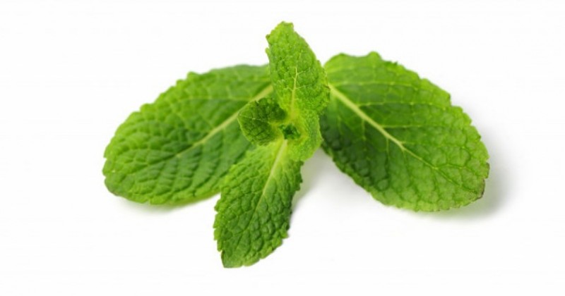 Detail Contoh Gambar Daun Mint Nomer 7