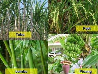 Detail Contoh Gambar Daun Monokotil Nomer 14