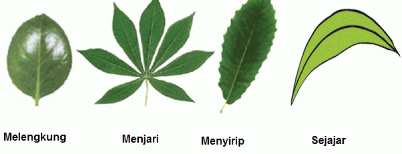 Detail Contoh Gambar Daun Monokotil Nomer 17