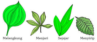 Detail Contoh Gambar Daun Monokotil Nomer 3