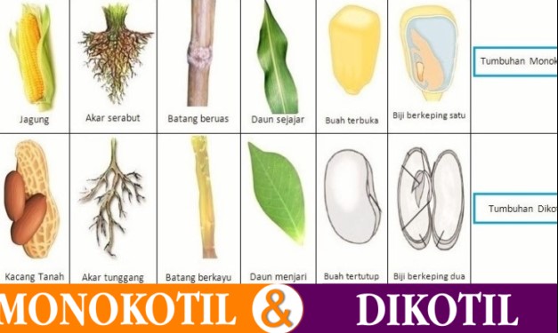 Detail Contoh Gambar Daun Monokotil Nomer 23