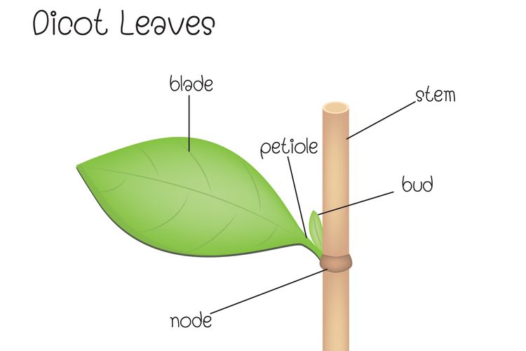 Detail Contoh Gambar Daun Monokotil Nomer 25