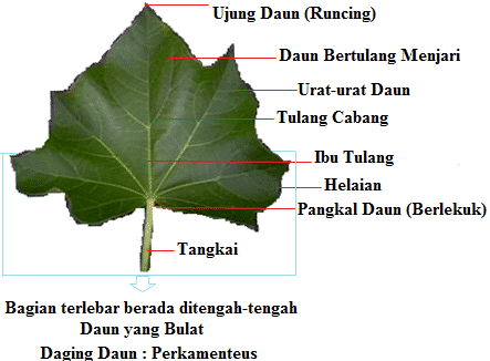 Detail Contoh Gambar Daun Monokotil Nomer 27