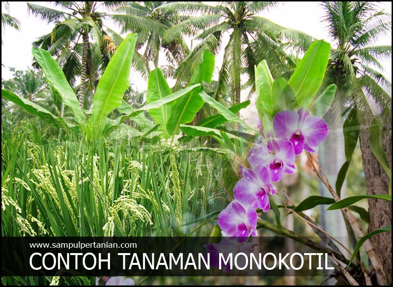 Detail Contoh Gambar Daun Monokotil Nomer 31