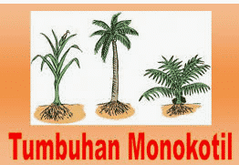 Download Contoh Gambar Daun Monokotil Nomer 35