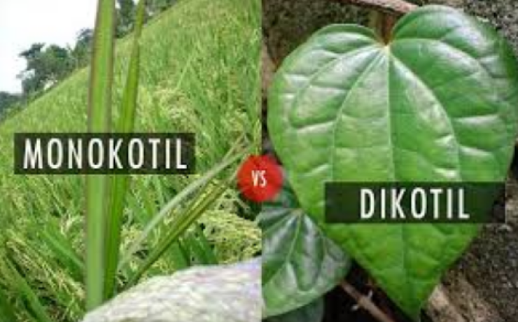 Detail Contoh Gambar Daun Monokotil Nomer 5