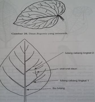 Detail Contoh Gambar Daun Monokotil Nomer 43