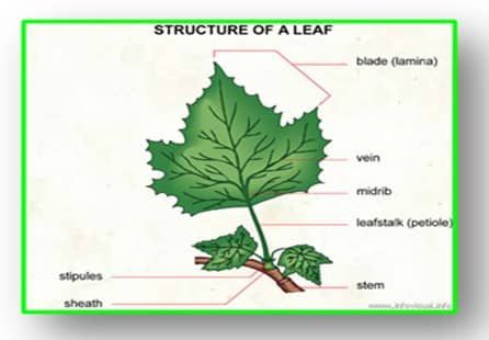 Detail Contoh Gambar Daun Monokotil Nomer 48