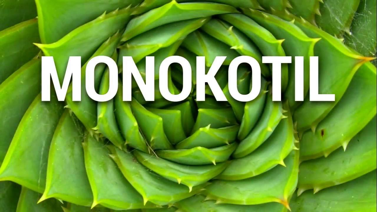 Download Contoh Gambar Daun Monokotil Nomer 50