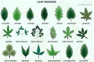 Detail Contoh Gambar Daun Monokotil Nomer 7