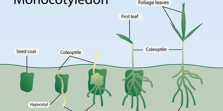 Detail Contoh Gambar Daun Monokotil Nomer 10