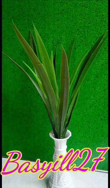 Detail Contoh Gambar Daun Pandan Nomer 40