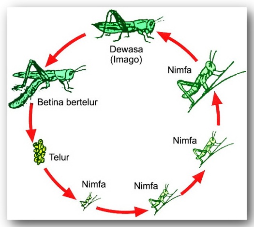 Detail Contoh Gambar Daur Hidup Hewan Nomer 26