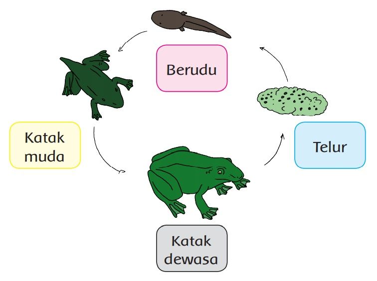 Detail Contoh Gambar Daur Hidup Hewan Nomer 31