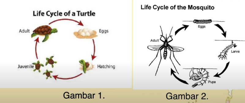 Detail Contoh Gambar Daur Hidup Hewan Nomer 51