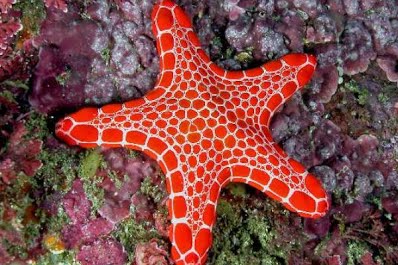 Detail Contoh Gambar Echinodermata Nomer 25