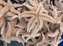 Detail Contoh Gambar Echinodermata Nomer 39