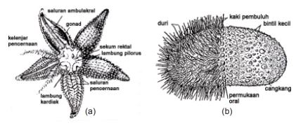 Detail Contoh Gambar Echinodermata Nomer 42