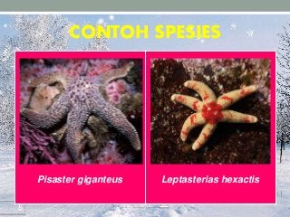 Detail Contoh Gambar Echinodermata Nomer 43