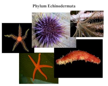 Detail Contoh Gambar Echinodermata Nomer 46