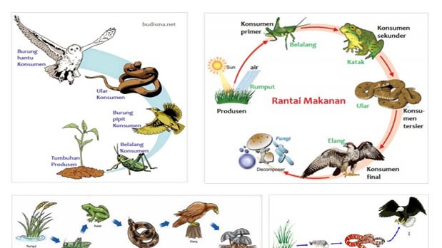 Detail Contoh Gambar Ekosistem Darat Nomer 32