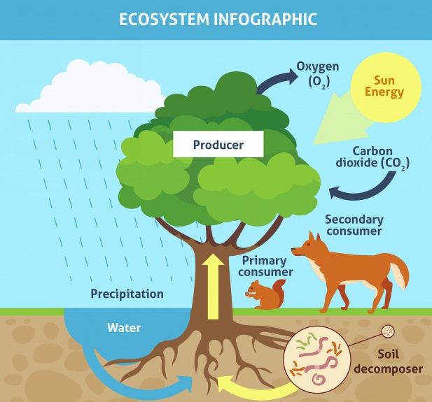 Detail Contoh Gambar Ekosistem Darat Nomer 5